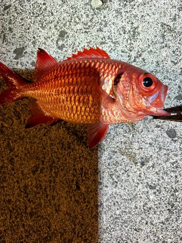 アカマツカサの釣果