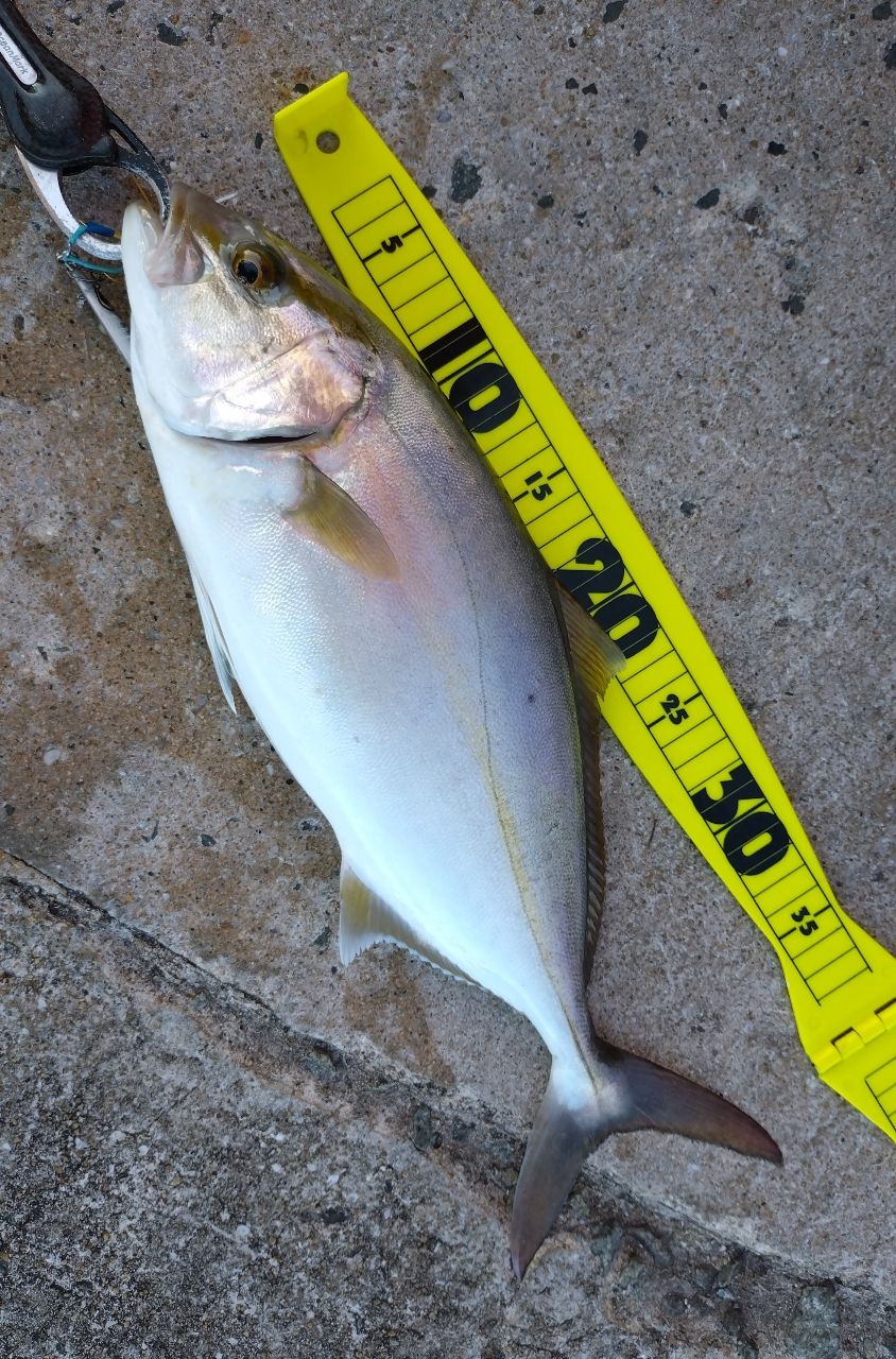 ≪純正部品・パーツ≫ シマノ '23 ネッサ リミテッド S108MH #2番 ≪純正部品・パーツ≫ シマノ \u002723 ネッサ リミテッド S116M+ #3番 (元竿)