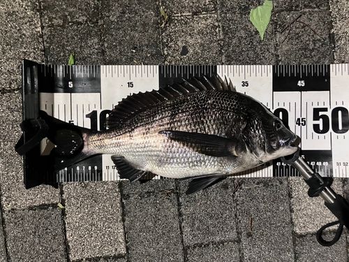 豊洲