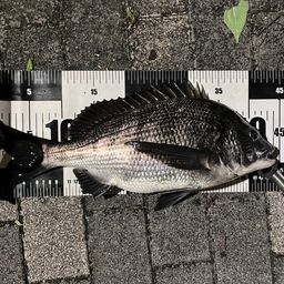 クロダイ