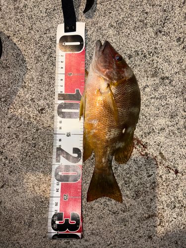 シブダイの釣果
