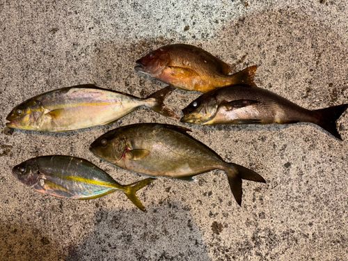 シマアジの釣果