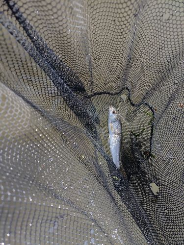 ウグイの釣果