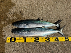 サゴシの釣果