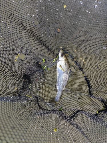 セイゴ（マルスズキ）の釣果