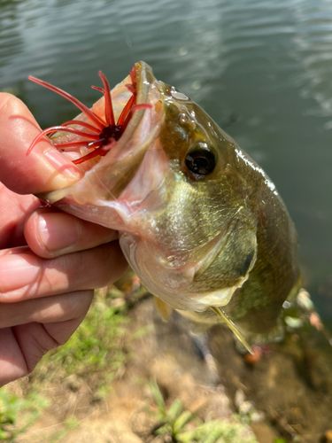 ラージマウスバスの釣果