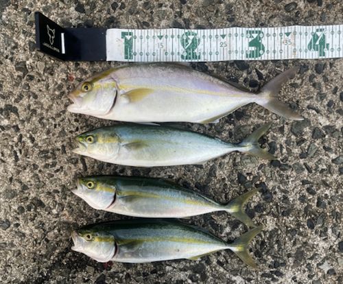 ショゴの釣果