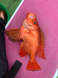 チカメキントキの釣果