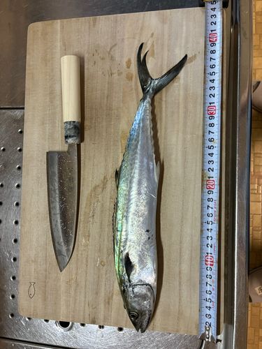 サゴシの釣果