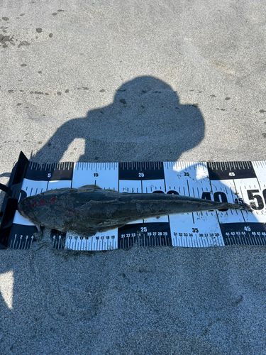 マゴチの釣果