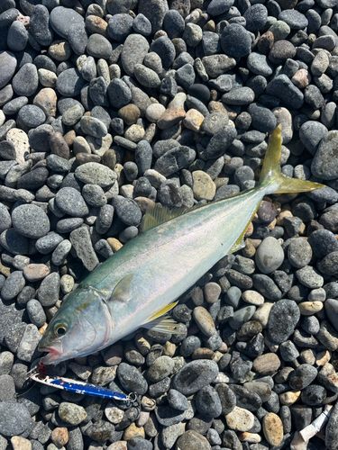 コゾクラの釣果