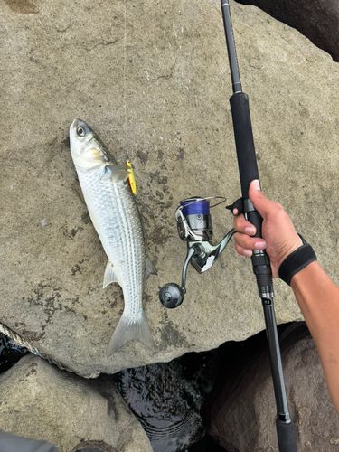 ボラの釣果