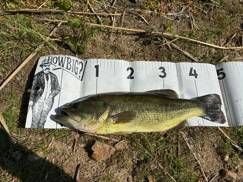 ブラックバスの釣果