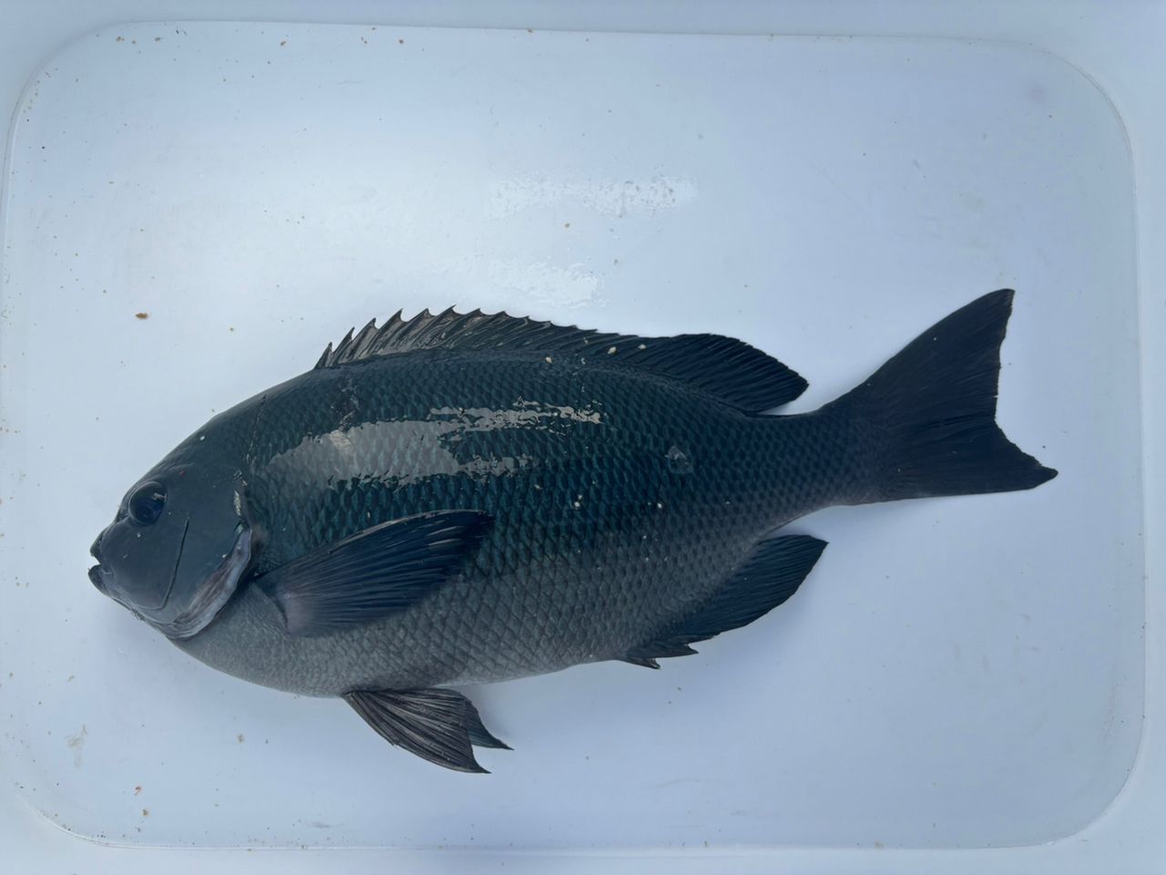 SHIMANO 21極翔 1-530の最安値・インプレ・釣果 | 本音の口コミ