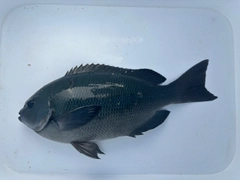 クチブトグレの釣果