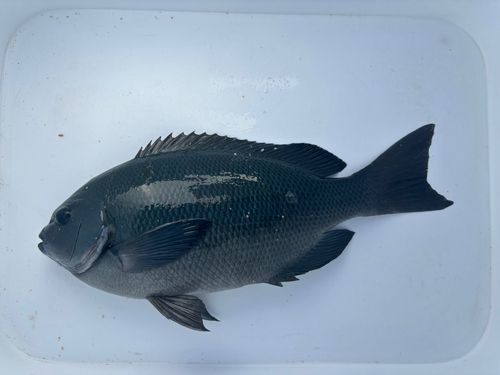クチブトグレの釣果