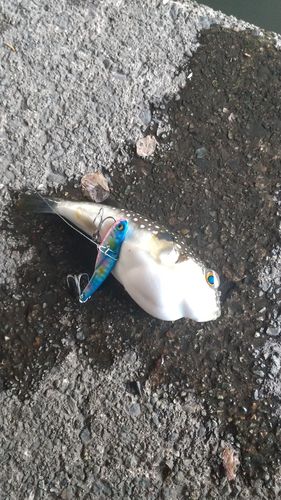 クサフグの釣果