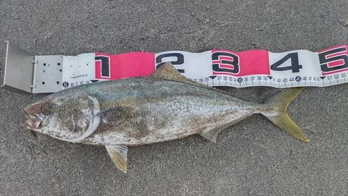 イナダの釣果