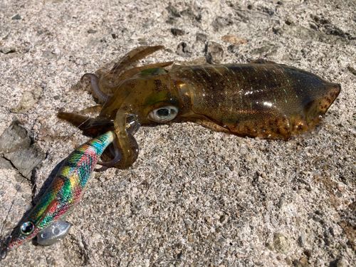 アオリイカの釣果