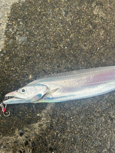 タチウオの釣果