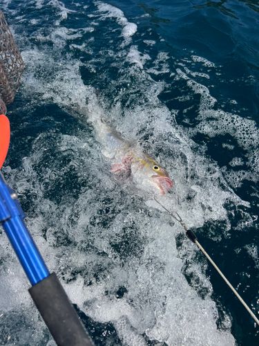 ネリゴの釣果
