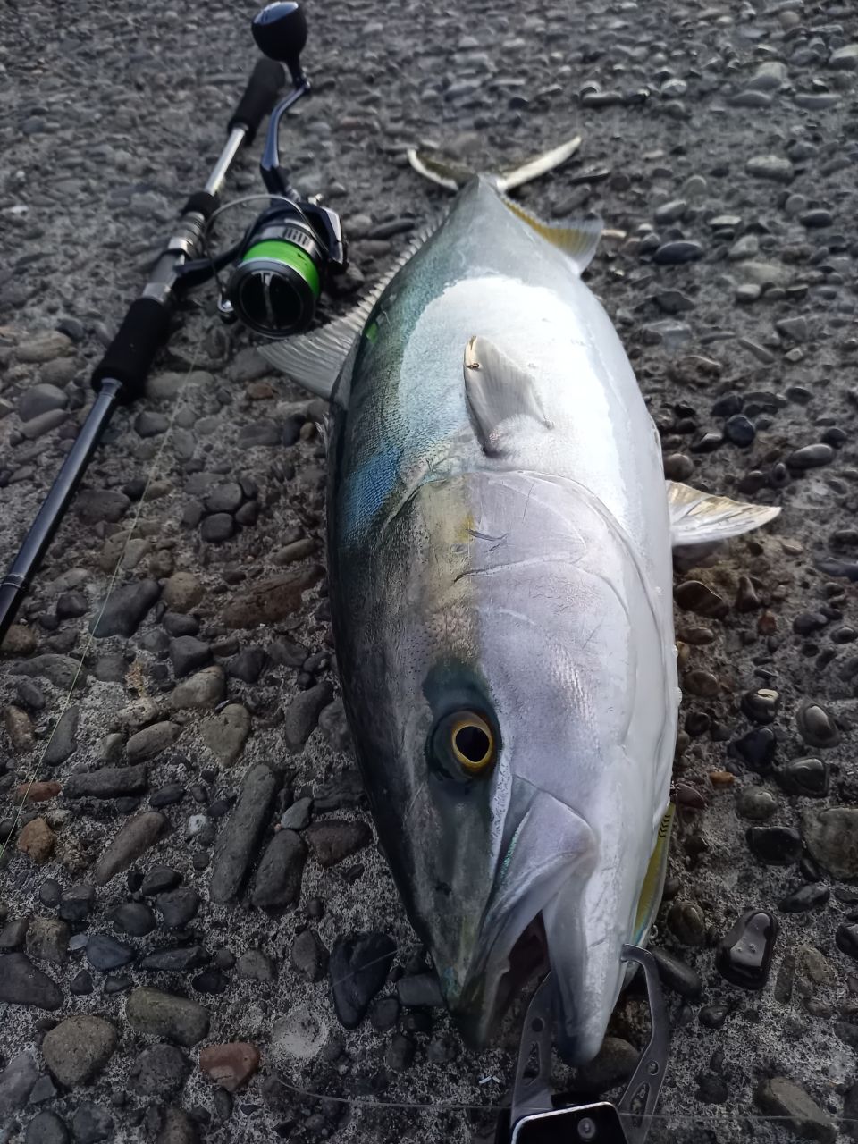ハマチ
