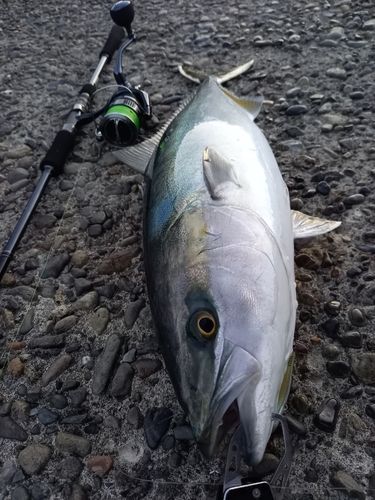 ハマチの釣果