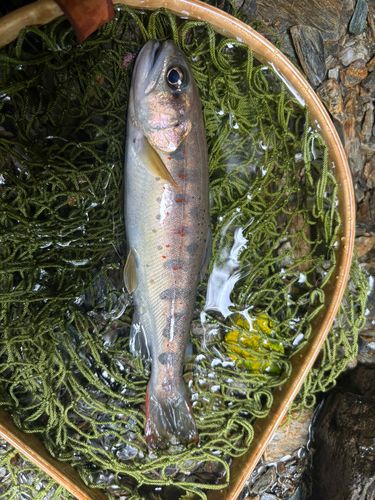アマゴの釣果