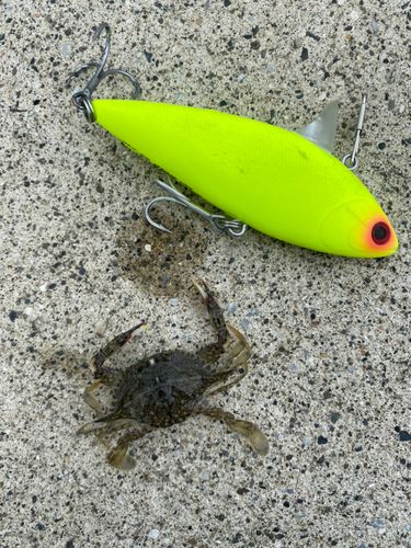 カニの釣果