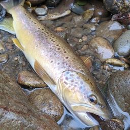 ブラウントラウト