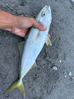 イナダの釣果