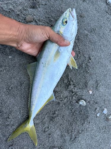 イナダの釣果