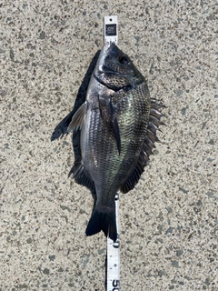 クロダイの釣果