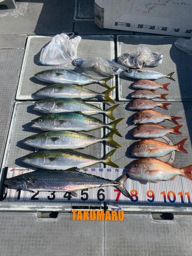 タイの釣果