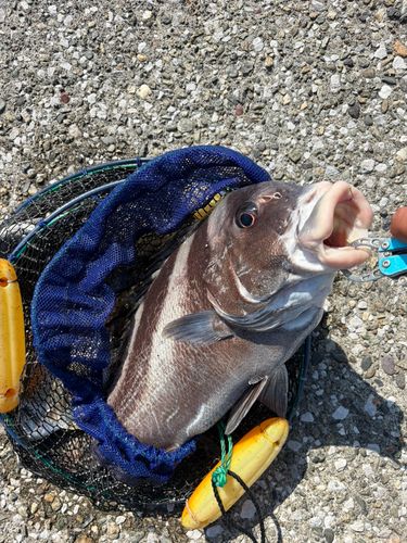 コショウダイの釣果