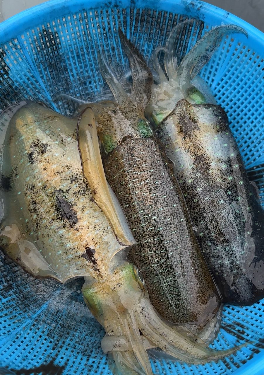 わか船長さんの釣果 2枚目の画像