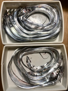 タチウオの釣果