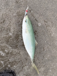 イナダの釣果