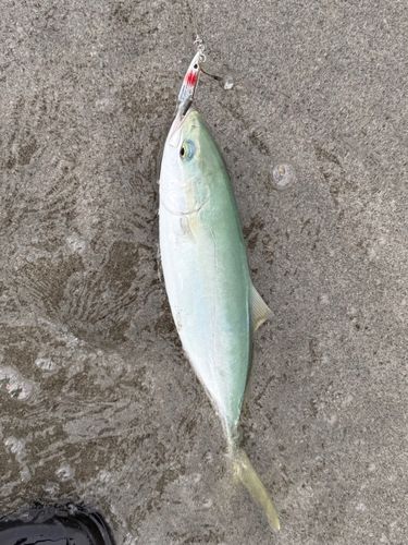 イナダの釣果