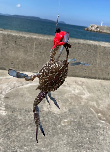 カニの釣果