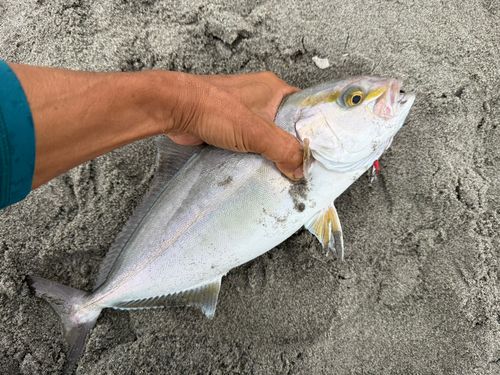 ショゴの釣果
