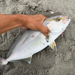 ショゴ