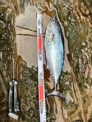 カツオの釣果
