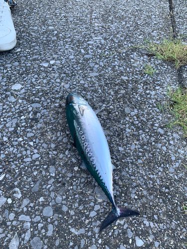 ソウダガツオの釣果