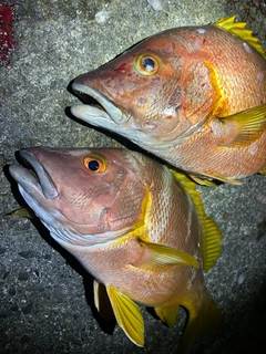シブダイの釣果