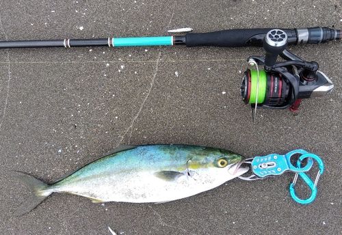 ワカシの釣果