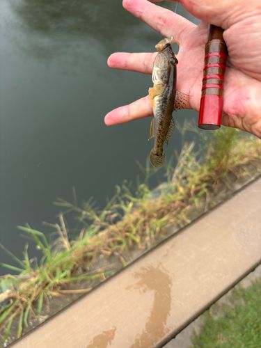 マハゼの釣果