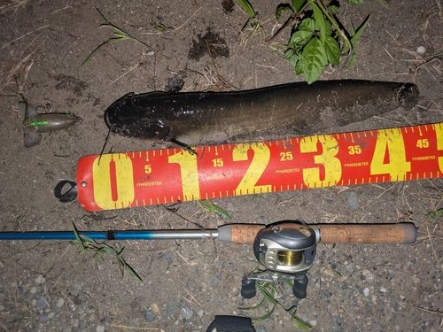 マナマズの釣果