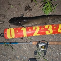 マナマズ