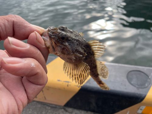 マカジカの釣果